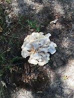 Image result for Cool Fungus