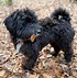 Image result for Poodle Terrier Mix