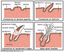 Image result for Lacrimal Papilla