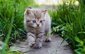 Image result for Baby Cat Photos