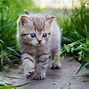 Image result for Baby Cats