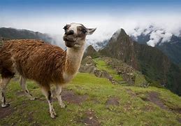 Image result for Camelids