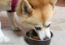 Image result for Hypoallergenic Dog Food