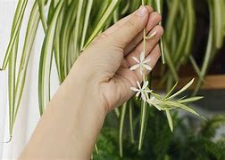 Image result for Do Spider Plants Flower