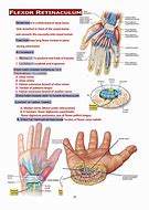 Image result for Structures Under Flexor Retinaculum of Hand