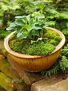 Image result for Moss Dish Garden