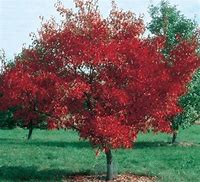 Image result for Maple Trees Variety