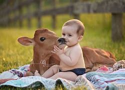 Image result for Babty Cow