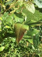 Image result for Blueberry Leaf Spot