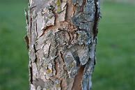 Image result for Swamp White Oak Tree Bark