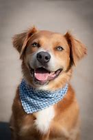 Image result for Australian Shepherd Golden Retriever Mix Blonde