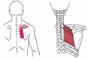 Image result for Left Rhomboid Muscle