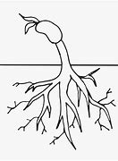 Image result for Black and White Tree with Roots