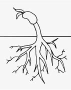 Image result for Roots ClipArt