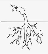 Image result for Tree Roots Clip Art Black and White