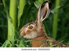 Image result for Hare Portrait