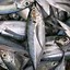 Image result for Indian Mackerel