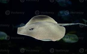 Image result for Leopard Ray