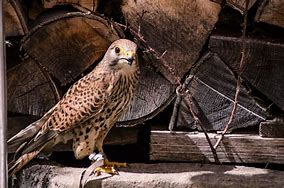 Image result for Kestrel and Peregrine Falcon