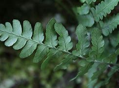 Image result for Marginal Wood Fern