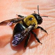 Image result for What Do Carpenter Bees Look Like