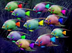 Image result for Pretty Fish