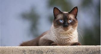 Image result for Siamese Cats Animal