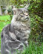 Image result for Blue Maine Coon Cat