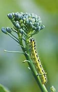 Image result for Broccoli Worms