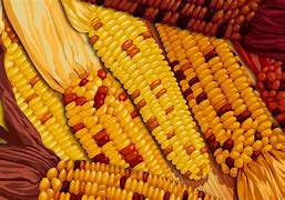 Image result for Corn Harvest Pictures