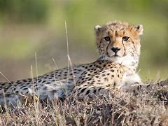 Image result for Cheetahs in the Wild