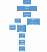 Image result for Primate Classification Chart