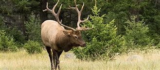 Image result for Wildlife On Banff Golf Course