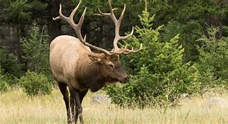 Image result for Wildlife in Banff