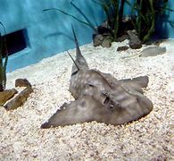 Image result for Angel Shark