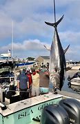 Image result for Bluefin Tuna Fin