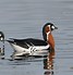 Image result for Branta