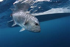 Image result for Giant Trevally Fly Fishing