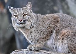 Image result for Lynx Rufus