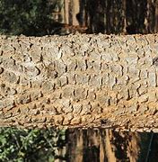 Image result for Pterocarpus Luang Prabang