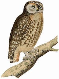 Image result for Cute Owl Printables