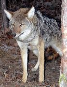 Image result for Wiley Coyote Smoke