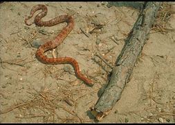 Image result for Biggest Corn Snake