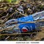 Image result for Pepsi Plastic Drink