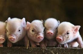 Image result for 18K Pig Braclet