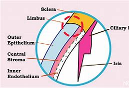 Image result for Limbus Cornea