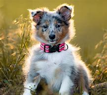 Image result for Cutest Dogs