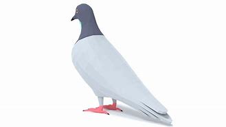 Image result for Chroma Pigeon