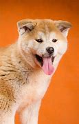 Image result for Akita Pics