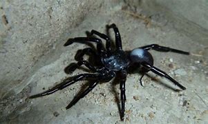 Image result for Pale Trapdoor Spider